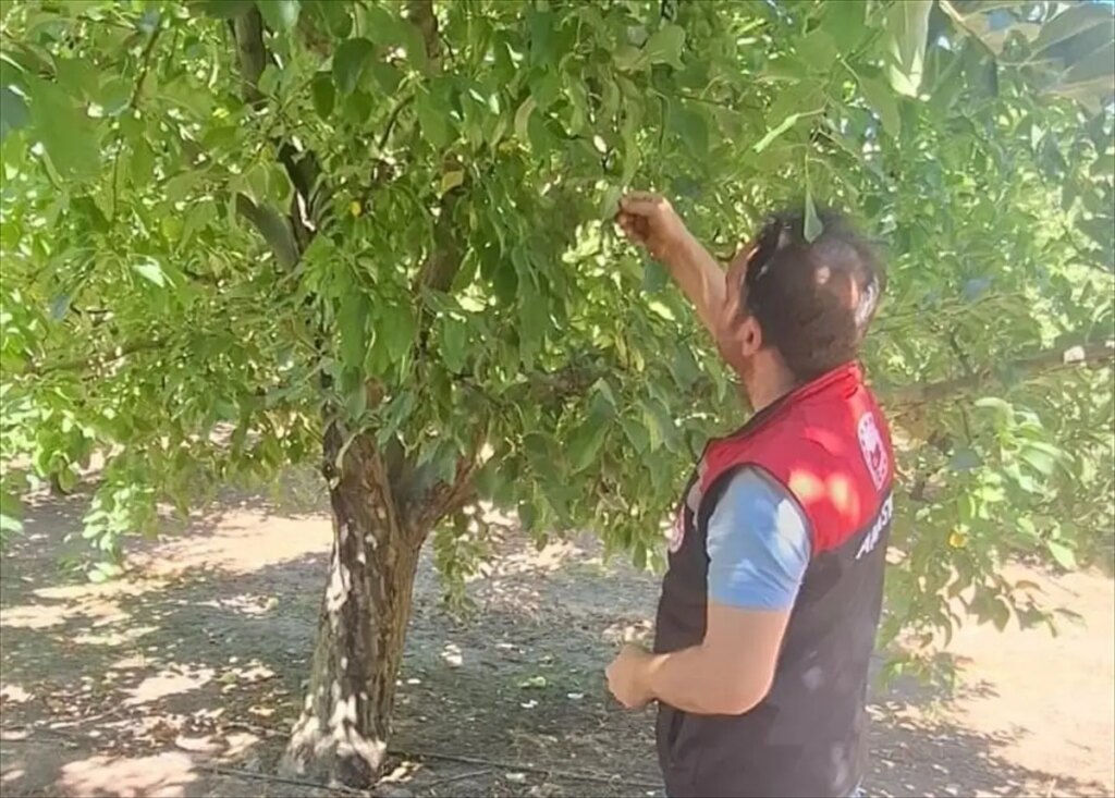 amasyada meyve zararlilariyla mucadele M3xyr7tb