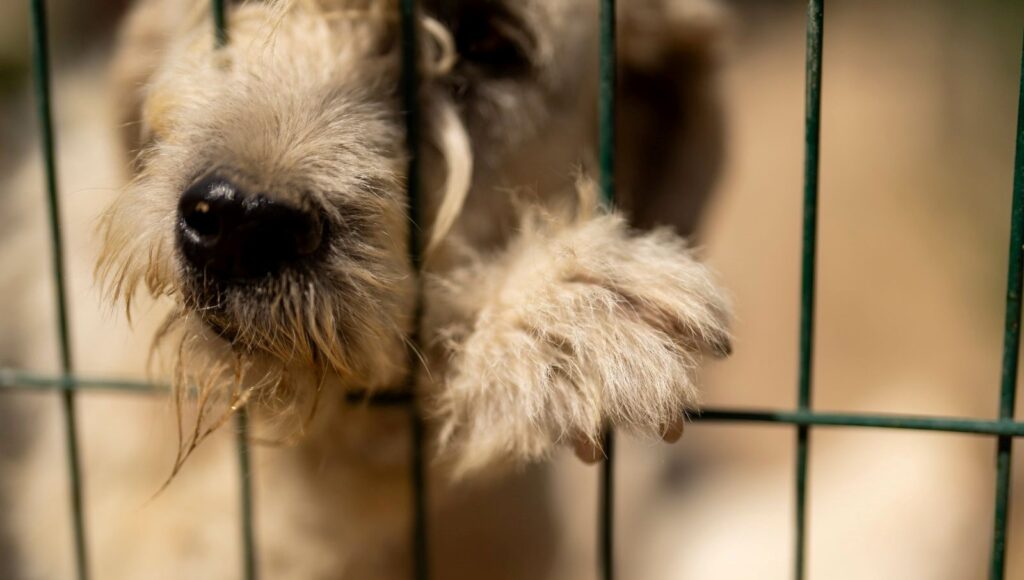 bir imzayla 60 bin kopek sehir disina atilacak MnsQNq9Y