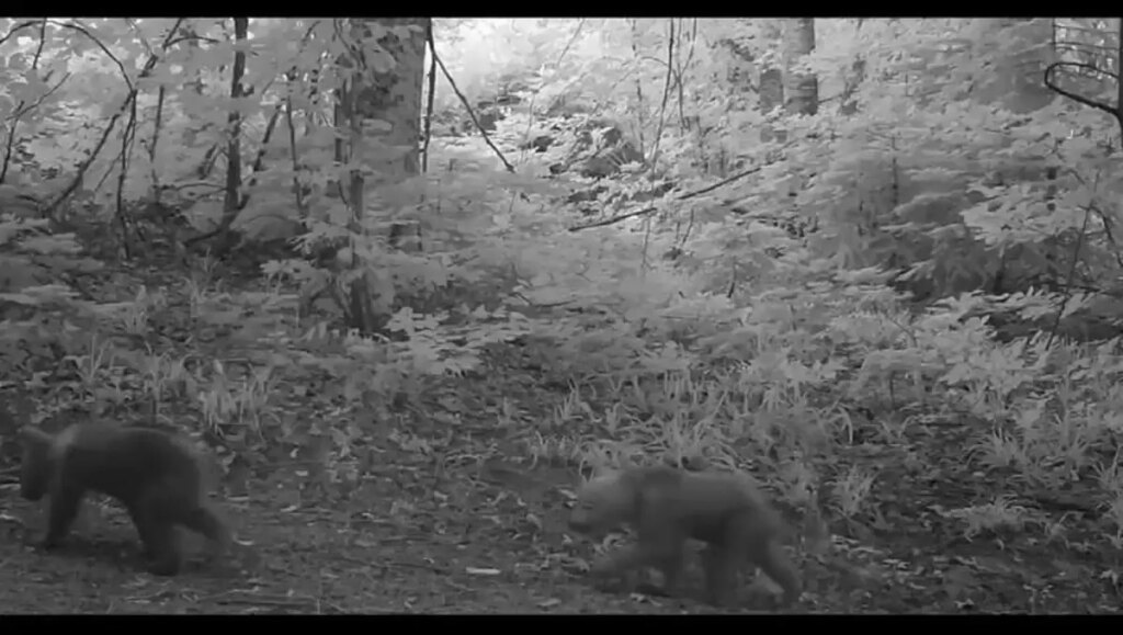 bursada fotokapanla bozayi yavrulari goruntulendi iRFbdUW9