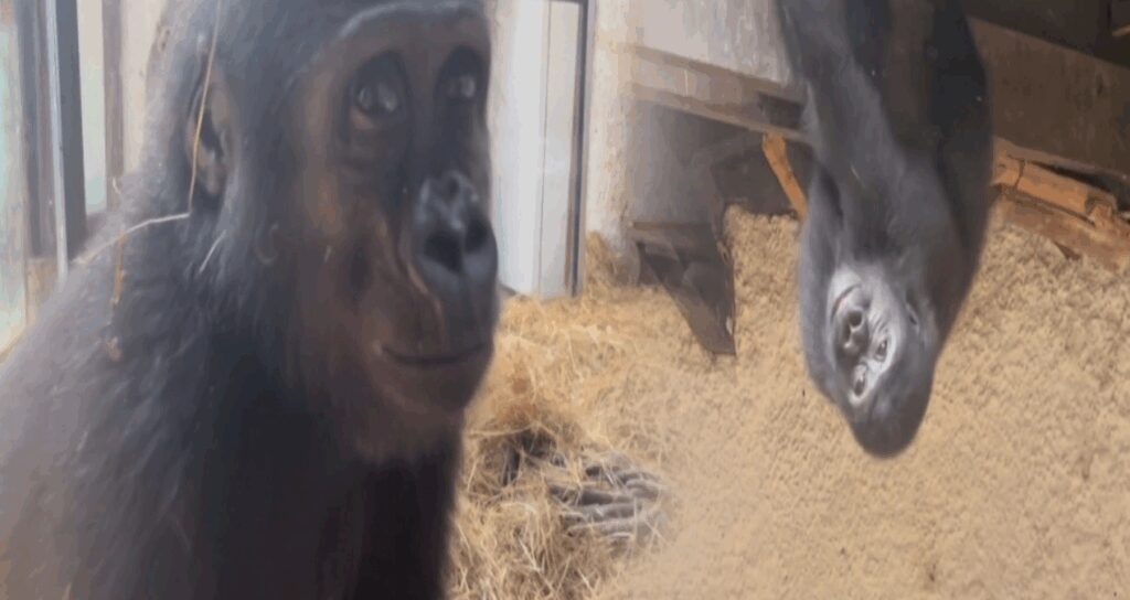 goril zeytinin ulkesine donuyor E8TwNqpr