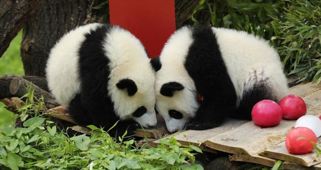 ikiz pandalarin dogum gunu nesesi teT6YJAV