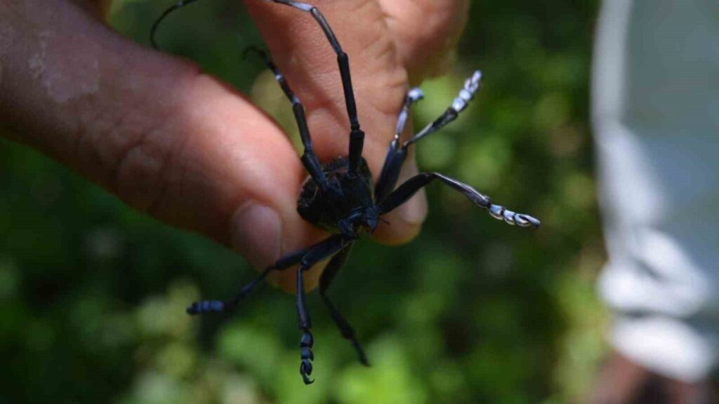 trabzonun drakulasi alarma gecirdi Zt8VFfcE