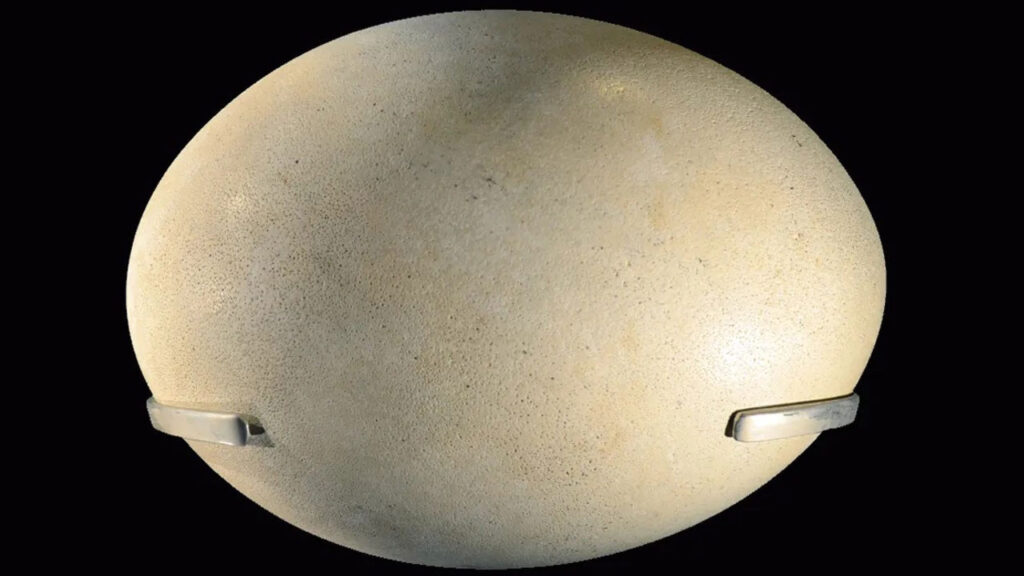 dunyanin en buyuk yumurtasi hangi hayvana ait JPD4SYKL