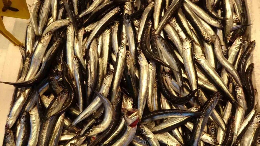 hamsi erken geldi balikcilar endiseli 3ypxg3KM