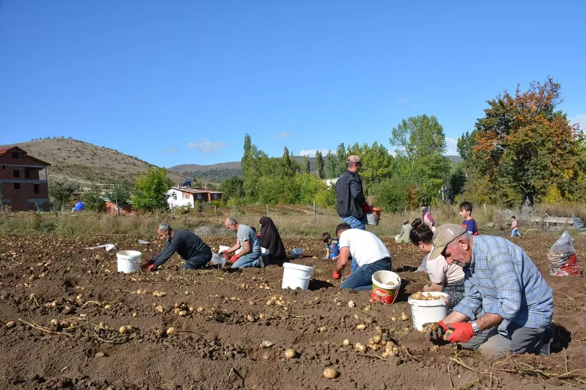 basciftlik beyazi patatesi hasadi basladi 4OHwDhiB