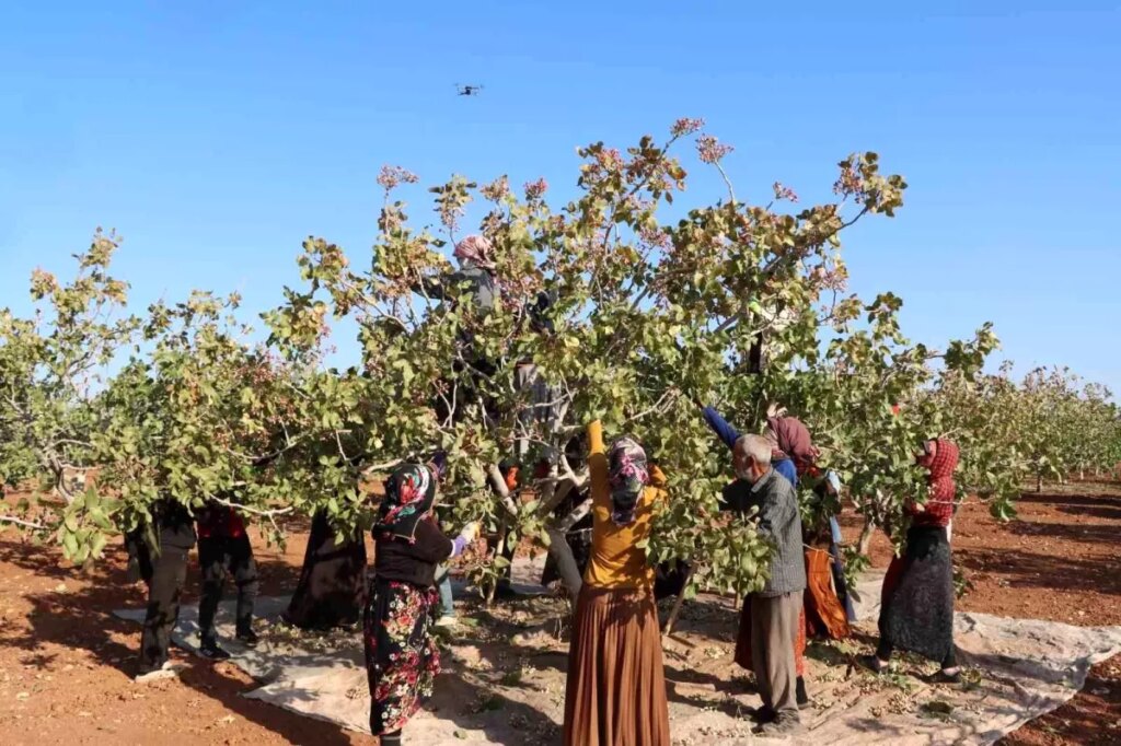 gaziantepte antep fistigi hasat sezonu sona erdi x6SvaFMA