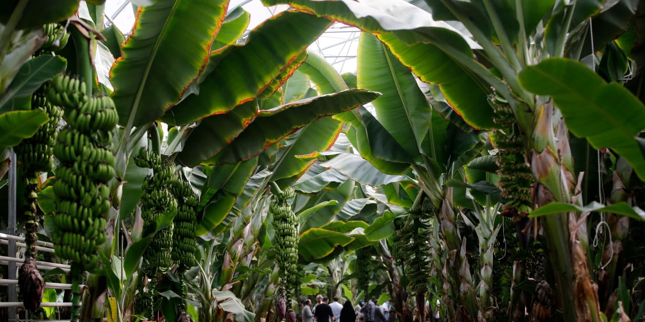 iranda tropikal meyve yetistiriliyor WljbIKjk