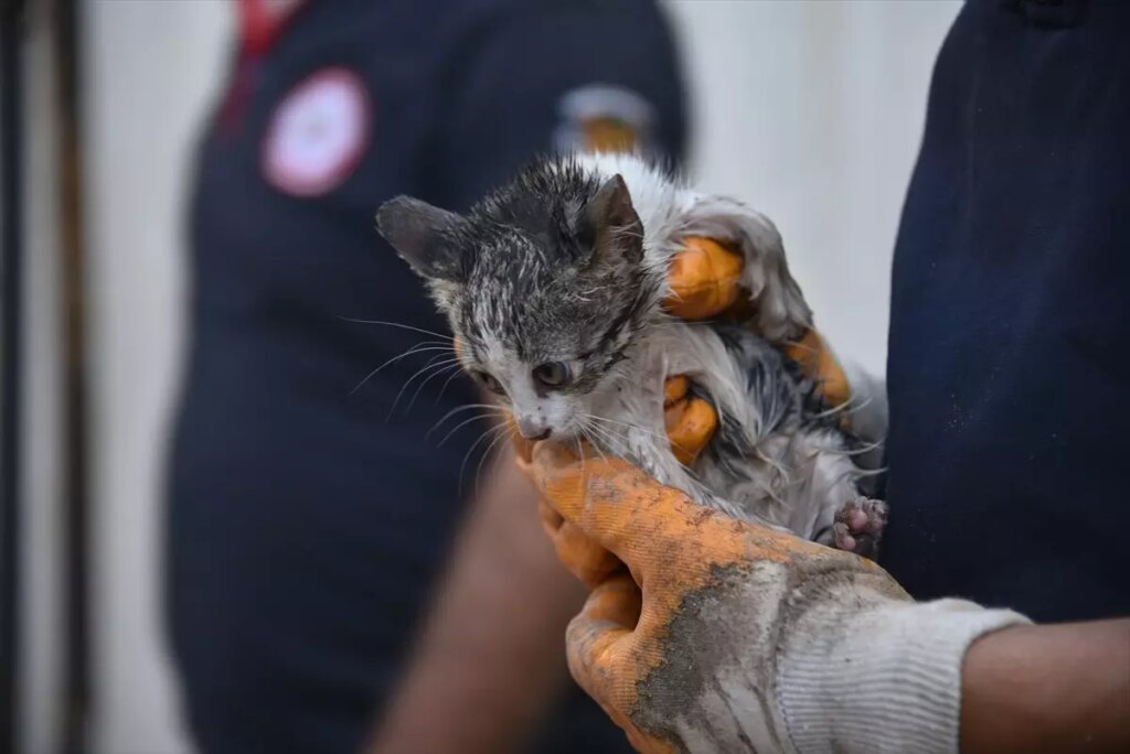 kedi yavrusunu itfaiye kurtardi HpwNazWw.jpg