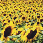 rusya aycicegi yagi ve tohumunda gumruk vergi suresini uzatti TagEYK8P.jpg