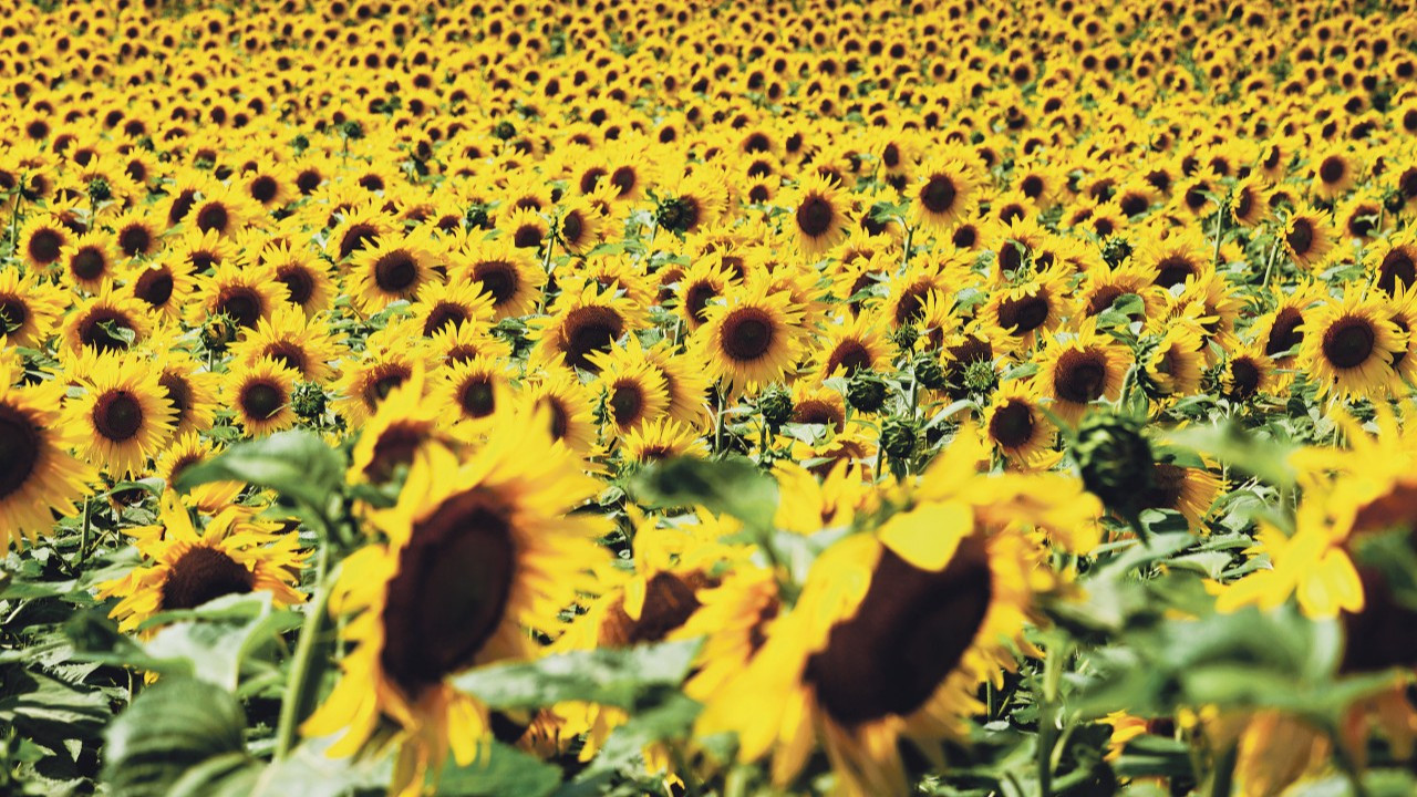 rusya aycicegi yagi ve tohumunda gumruk vergi suresini uzatti TagEYK8P.jpg