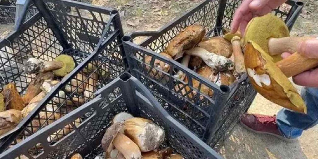 toplamaya giden eli bos donuyor kilosu 500 tlye cikti PRrszfxN.jpg