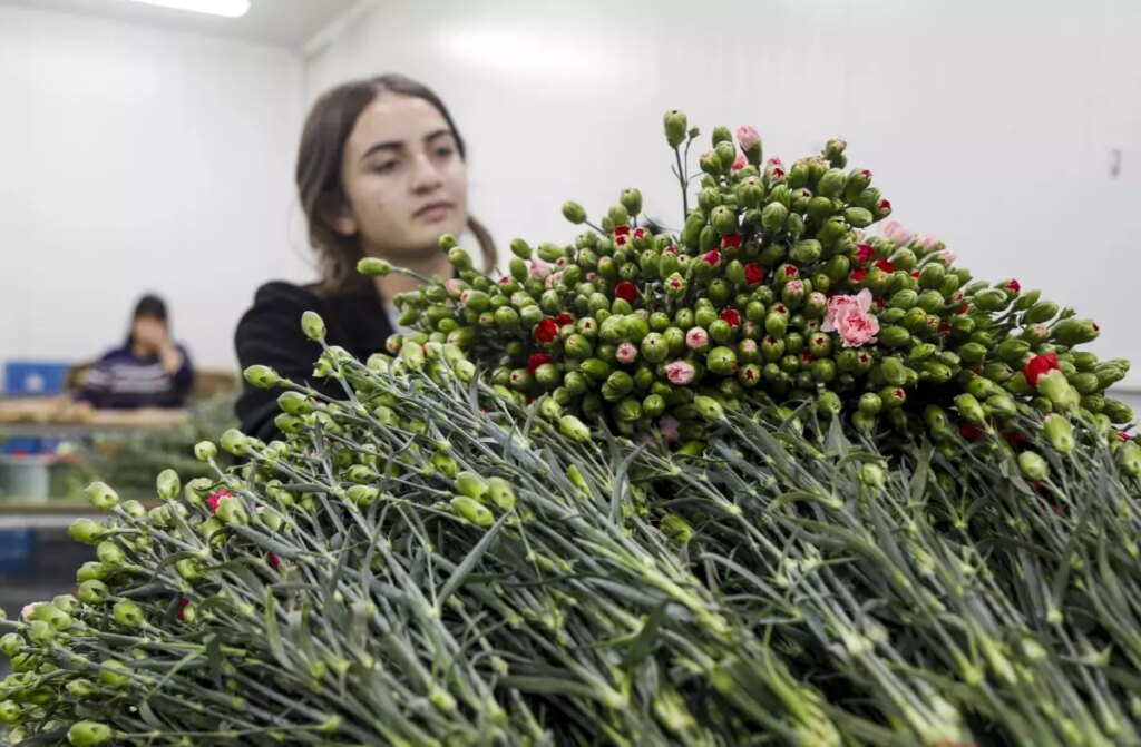 Türkiye’nin Kesme Çiçek İhracatı Rekor Kırdı
