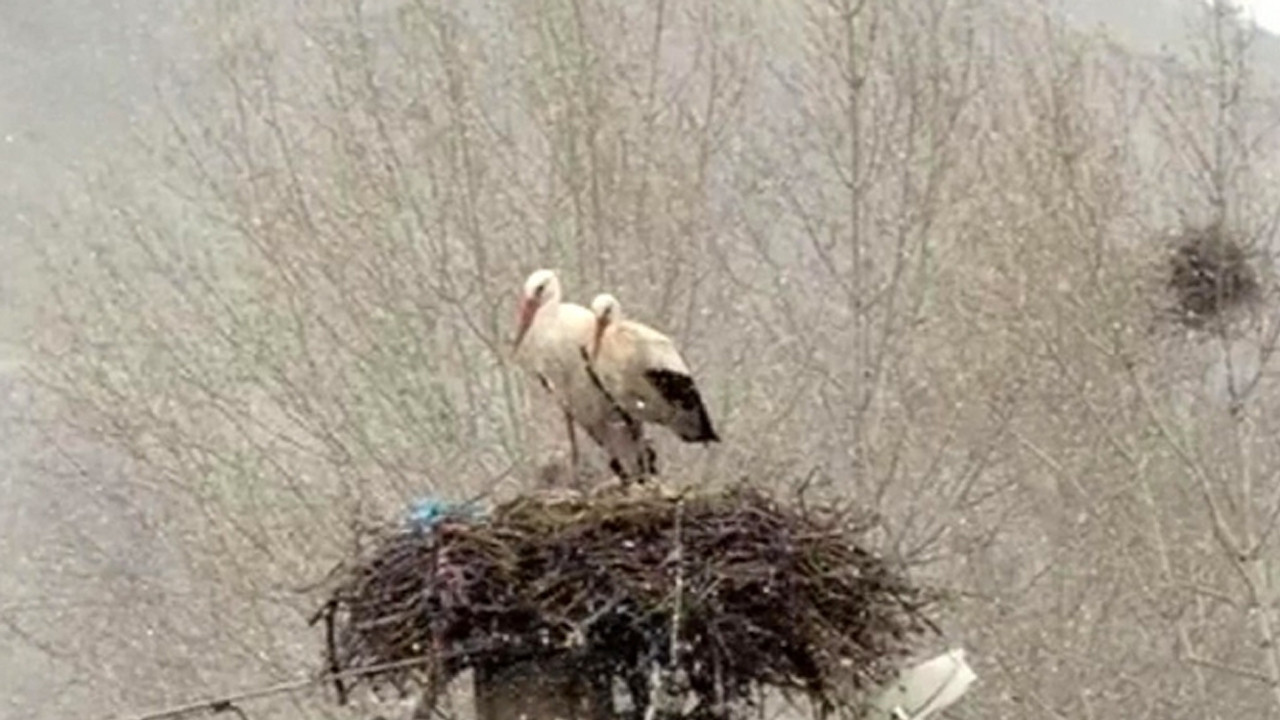 Erken Gelen Leylekler Karla Karşılaştı