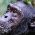 sempanzeler-arasinda-ic-savas-basladi-gGGh7pM2