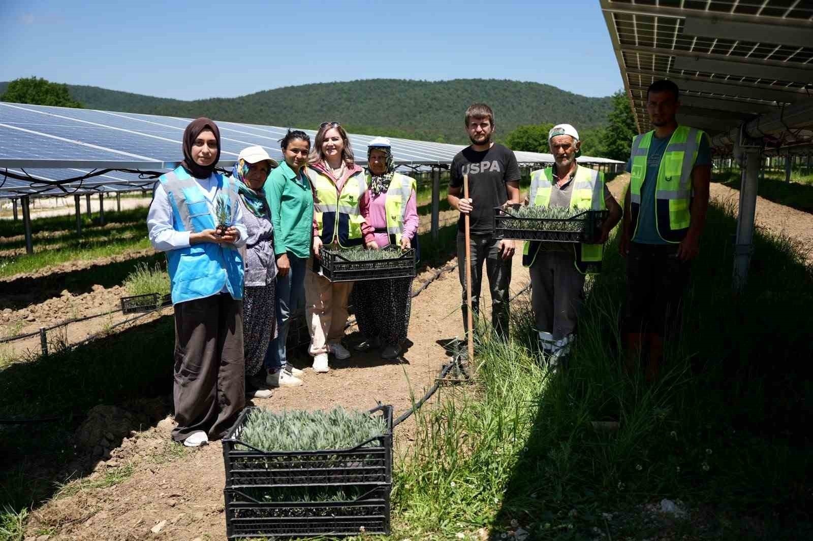 Samsun’da Güneş Enerjisi ve Tarımın Buluşması: Agrivoltaik Uygulamalar