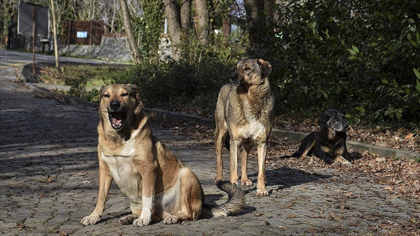 Sokak Köpeklerinin Toplanma Oranları Her İlde Açıklandı